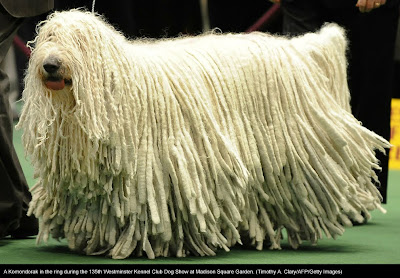 135th Westminster Kennel Club Dog Show at Madison Square Garden in New York City