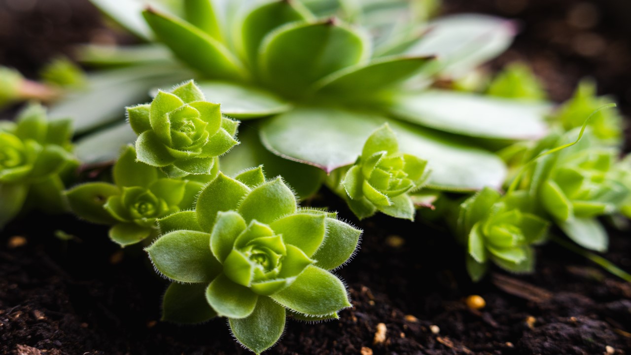 Plantas De Casa - Conheça As Tendências Baratas Para Decorar Sua Casa