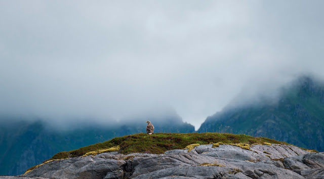 Ørn, Svolvær