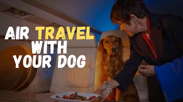 A dog sitting in an airplane cabin, ready for air travel with its owner."