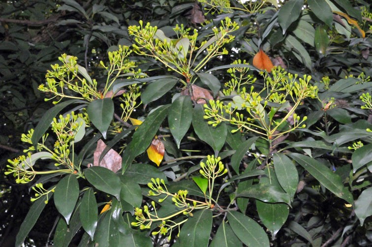 福星花園 香楠