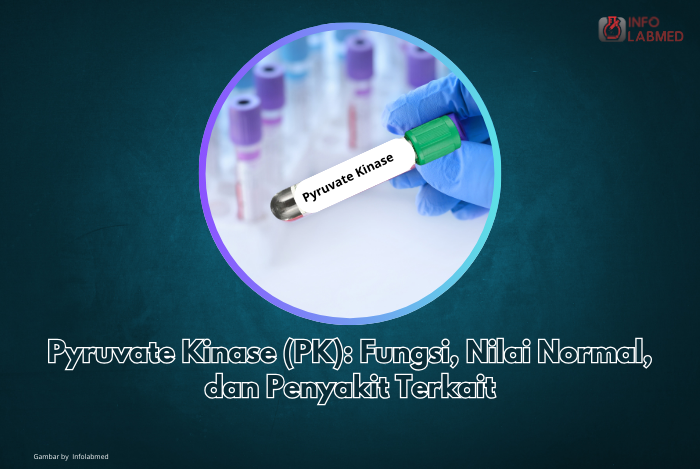 Pyruvate Kinase (PK) Fungsi, Nilai Normal, dan Penyakit Terkait