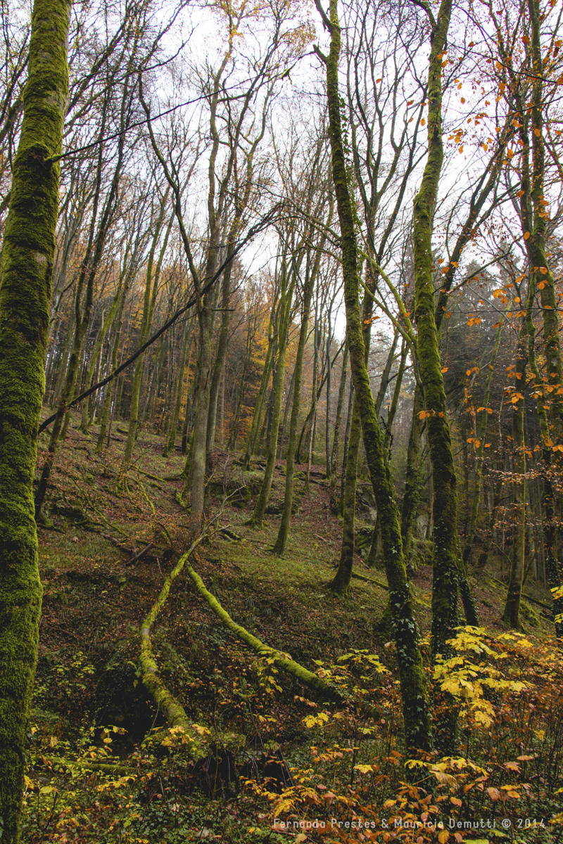 mullerthal trail em Luxemburgo no outono