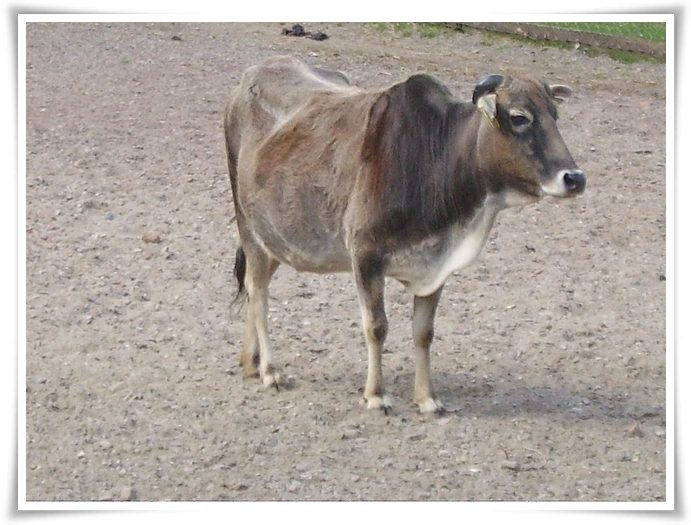 Zebu facts and pictures