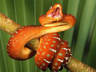 Dangerous and Colorful Snakes