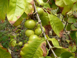 Vavangue - Vangueria madagascariensis