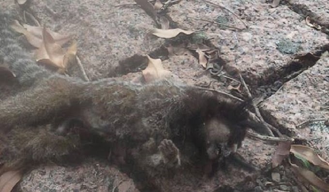 Macaco sagui é encontrado morto com suspeita de febre amarela