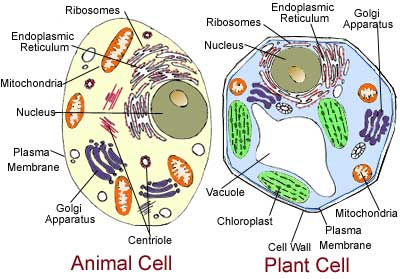 Animal Cell Diagram - Animal Magazines