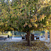 An Early Autumn Morning In Asti