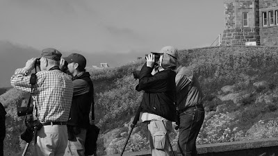 Whalewatching in Newfoundland