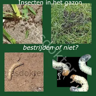 insecten in gazon