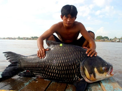  Fish,Mega ,Freshwater ,Worldwide,SOCIETY,ENVIRONMENT,Giant Fish