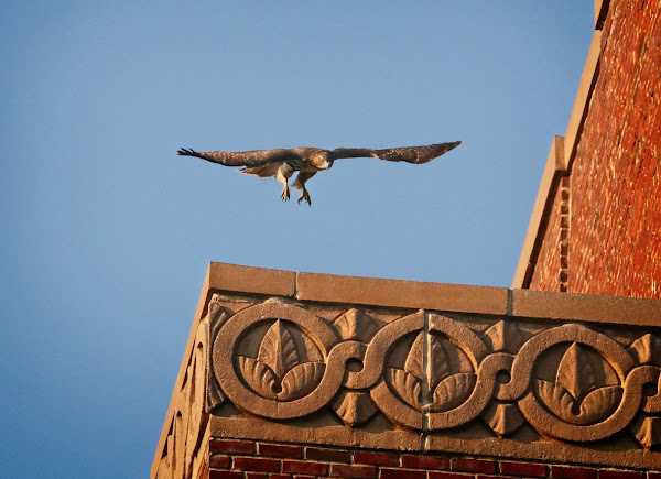 Tompkins Square hawk fledgling playing around on the Christodora