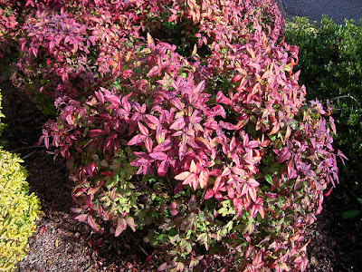 Nandina Nana - Dwarf nandina care and culture