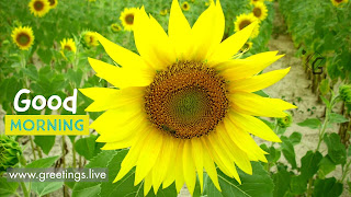 Sun flowers Happy Good Morning greetings live