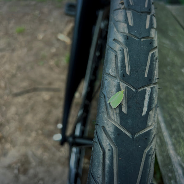 Insect op fietsband