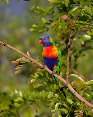 parrot facts and information