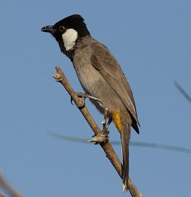 Burung kutilang iraq,si burung pintar suara jos