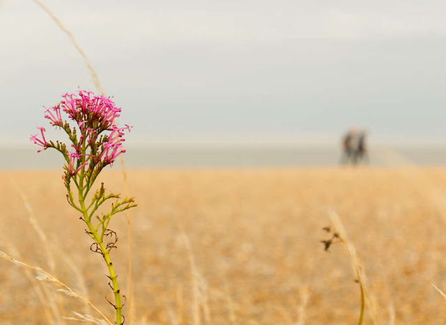 out of focus beach and sea at sunset with a couple seen in the distant background and magenta wild flower in the foreground