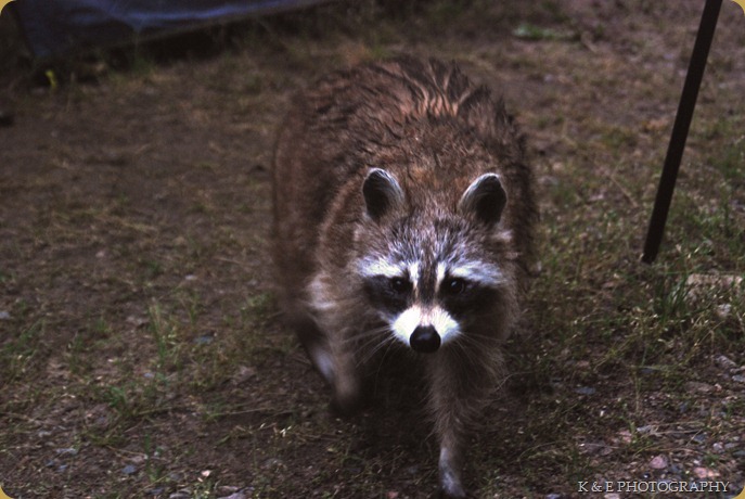Rascal Racoon