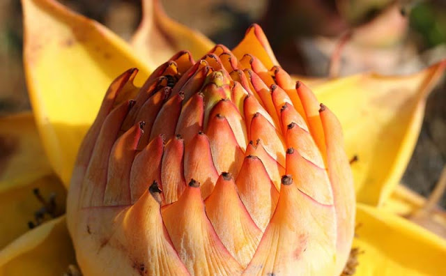 Chinese Yellow Banana Flowers Pictures