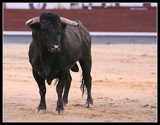 Curioso N°8 Novillo de Moreno de Silva