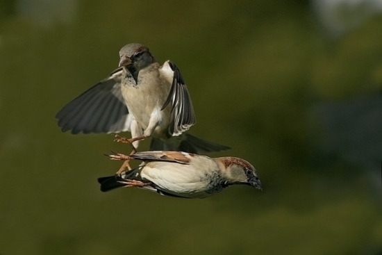 stunning birds fly wallpaper