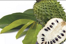 13 benefits of Jackfruit Sabrang (soursop) for human health