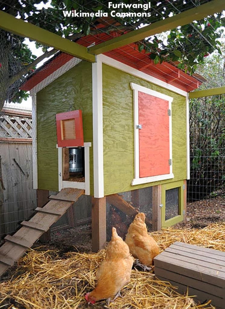 Roots 'n' Shoots: The C Files: How to raise chickens – Housing and 