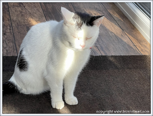 The BBHQ Midweek News Round-Up ©BionicBasil® Smooch's Tiny Sun Puddle