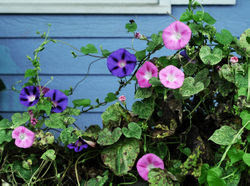 MorningGlories