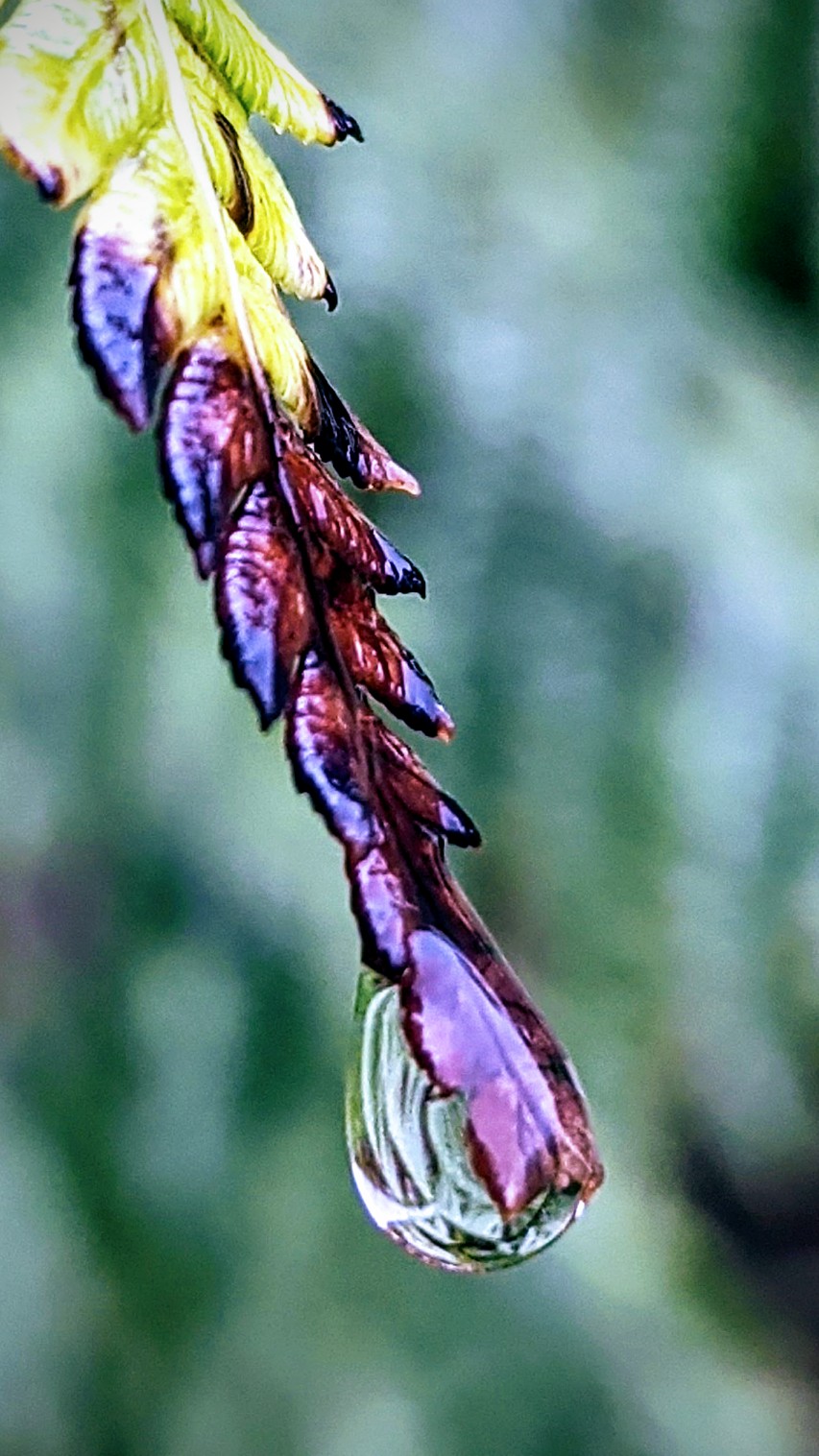 Close-up of a raindrop at the end of a fern leaf