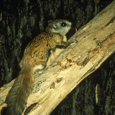 ardilla voladora norteña Glaucomys sabrinus