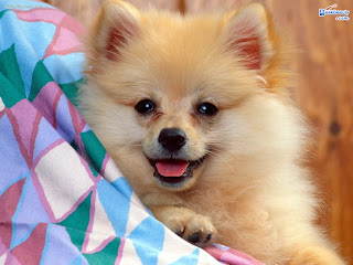 Animal Wallpapers