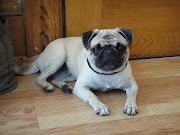 She is a 6 month old pug puppy. 'Nuff said, story over.