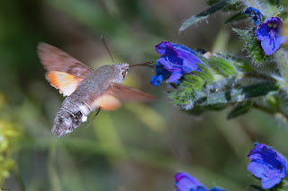 mariposa-esfinge-colibri-macroglossum-stellatarum-libando-