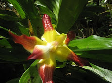 Orquideas