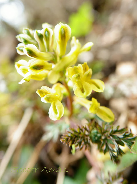 Corydalis heterocarpa