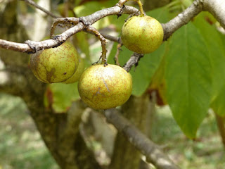 Vavangue - Vangueria madagascariensis