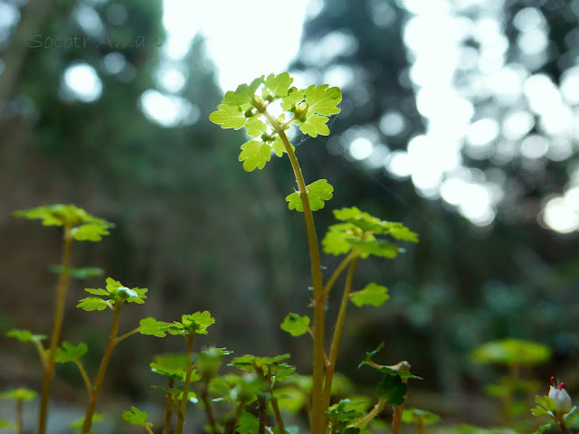 Chrysosplenium flagelliferum