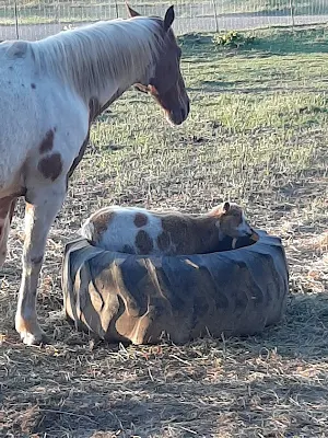 Willow and Clover