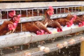 Cara Beternak Ayam Petelur Yang Baik Dan Menguntungkan