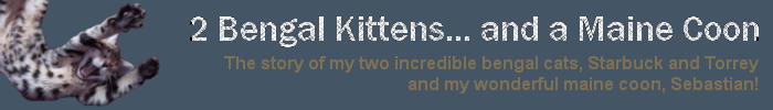 2 Bengal Kittens & a Huge Maine Coon