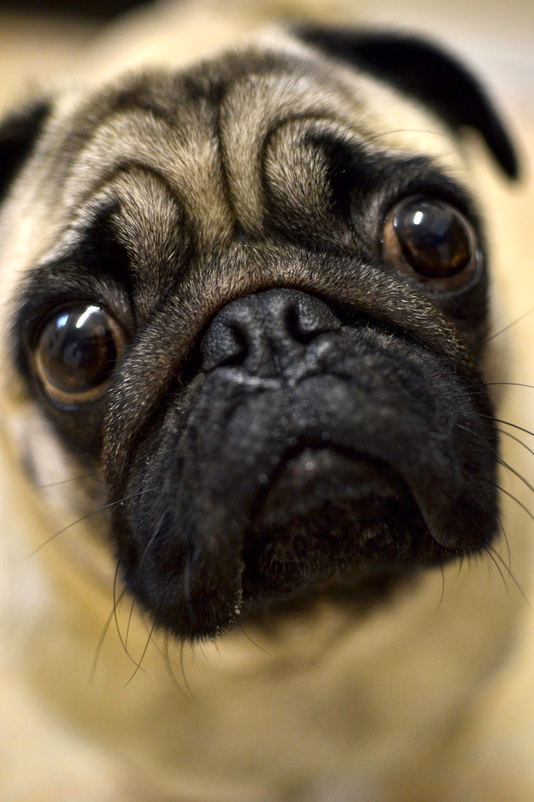 pugs, pug, mopps, photography, fog, landscape, dog, dogs, silly, cute, hipster, cameras, macro, soft focus, 