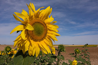 Villafruela, girasoles