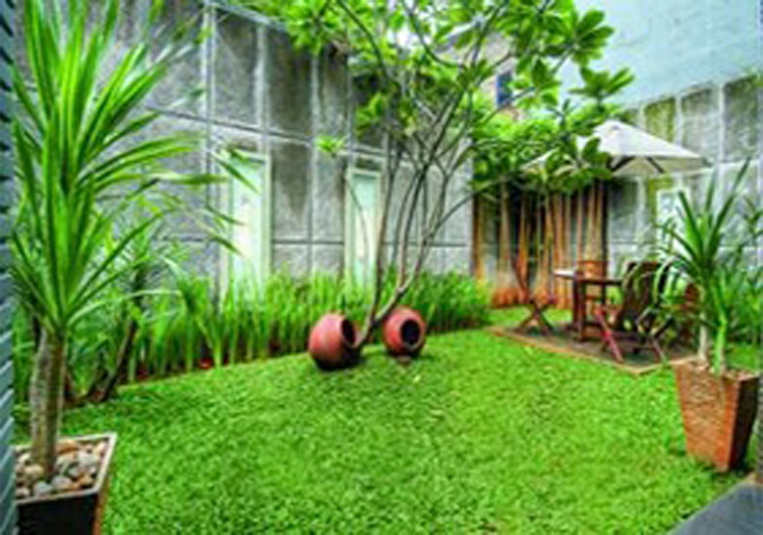 Rumput Gajah Mini Taman Minimalis Kamar Minimalis