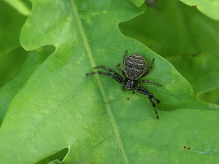 Araignée de France - Araignées françaises non identifié