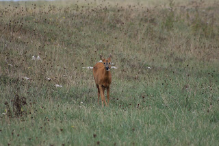 Roe Deer