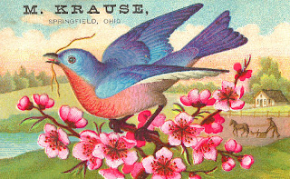 bird vintage advertisement image