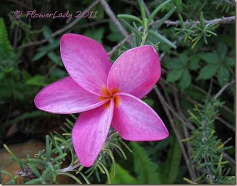 07-13-frangipani